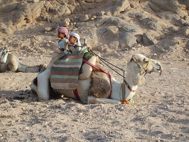 camel, desert, mountain, baby, egypt, hot, hurghada, egypt, hurghada, hurghada, hurghada, hurghada, nature, hurghada