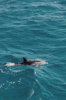 A dolphin gracefully glides through the vibrant blue waters of Hurghada, Egypt.