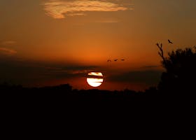 A stunning silhouette of birds at sunset in Qesm Al Wahat Al Khargah, Egypt.