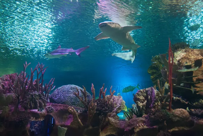 Hurghada Grand Aquarium