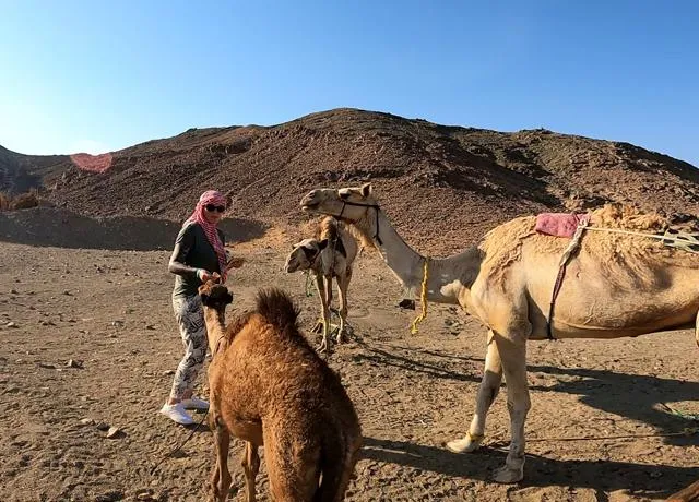 Super Safari